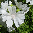 Мальва (Шток-роза) мускусная Alba