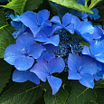 Гортензия крупнолистовая Либертин Блю Гортензия крупнолистовая Либертин Блю