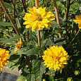 Гелиопсис подсолнечниковидный Summer sun