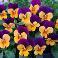 Фиалка рогатая Эдмаер Оранж Парпл Винг