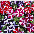 Петуния грандифлора Триумф Звездная смесь
