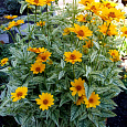 Гелиопсис подсолнечниковидный Goldgefieder
