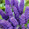 Буддлея Давида Нано Блю
