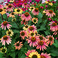 Эхинацея пурпурная Саммер Коктейл