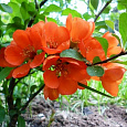 Айва (Хеномелес) превосходная Orange Trail