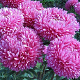 Астра Большая хризантема розовая