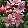 Лилия азиатская махровая Элоди Лилия азиатская махровая Элоди