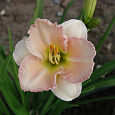 Лилейник гибридный Longfields Beauty Лилейник гибридный Longfields Beauty