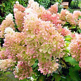 Гортензия метельчатая Диамантино Гортензия метельчатая Диамантино