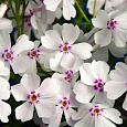 Флокс Шиловидный Amazing Grace Флокс Шиловидный Amazing Grace