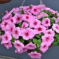 Петуния ампельная F1 Изи Вейв	Пинк Пэшн