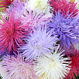 Астра Гигантские лучи Смесь окрасок