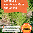 Астильба китайская Милк энд Хоней Астильба китайская Милк энд Хоней