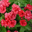 Флокс друммонда Промис красный