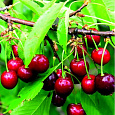 Черешня Веда