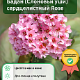Бадан (Слоновьи уши) сердцелистный Rose