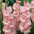Гладиолус гибридный Rose Supreme