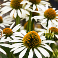 Эхинацея Примадонна Вайт