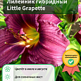 Лилейник гибридный Little Grapette Лилейник гибридный Little Grapette