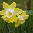 Нарцисс Карлик Pipit