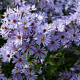 Астра сердцелистная Little Carlow
