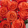 Роза Чайно-гибридная Orange crush