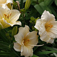 Лилейник гибридный Longfields Beauty Лилейник гибридный Longfields Beauty