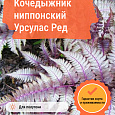 Кочедыжник ниппонский Урсулас Ред