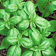 Базилик зеленый Гвоздичный