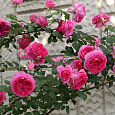 Роза плетистая Клайминг Парад