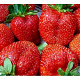 Земляника садовая Скала НАБОР 3ШТ