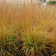 Молиния тростниковая
