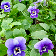 Фиалка рогатая Эдмаер Марина