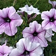 Петуния многоцветковая Нора F1