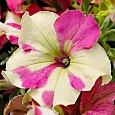 Петуния грандифлора Софистика Лайм Биколор
