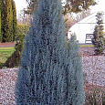 Кипарисовик Лавсона Пелтс Блю