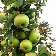 Яблоня колоновидная Малюха
