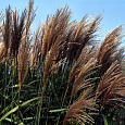 Мискантус китайский Малепартус