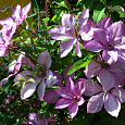 Клематис крупноцветковый Маргарет Хант