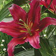 Лилия восточная Бакарди Лилия восточная Бакарди