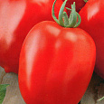 Томат Новичок