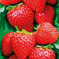 Земляника садовая Аромас Земляника садовая Аромас
