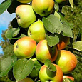 Яблоня колоновидная Президент