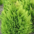 Кипарисовик Лавсона Alumigold