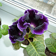Глоксиния  Принц Альберт