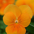 Фиалка рогатая Совершенство оранжевая