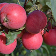 Яблоня карликовая Антоша Яблоня карликовая Антоша