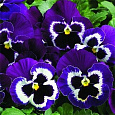 Виола крупноцветковая Карма Виолет виз Фэйс