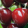 Черешня Гибридная Мускатная