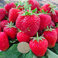 Земляника садовая Маэстро